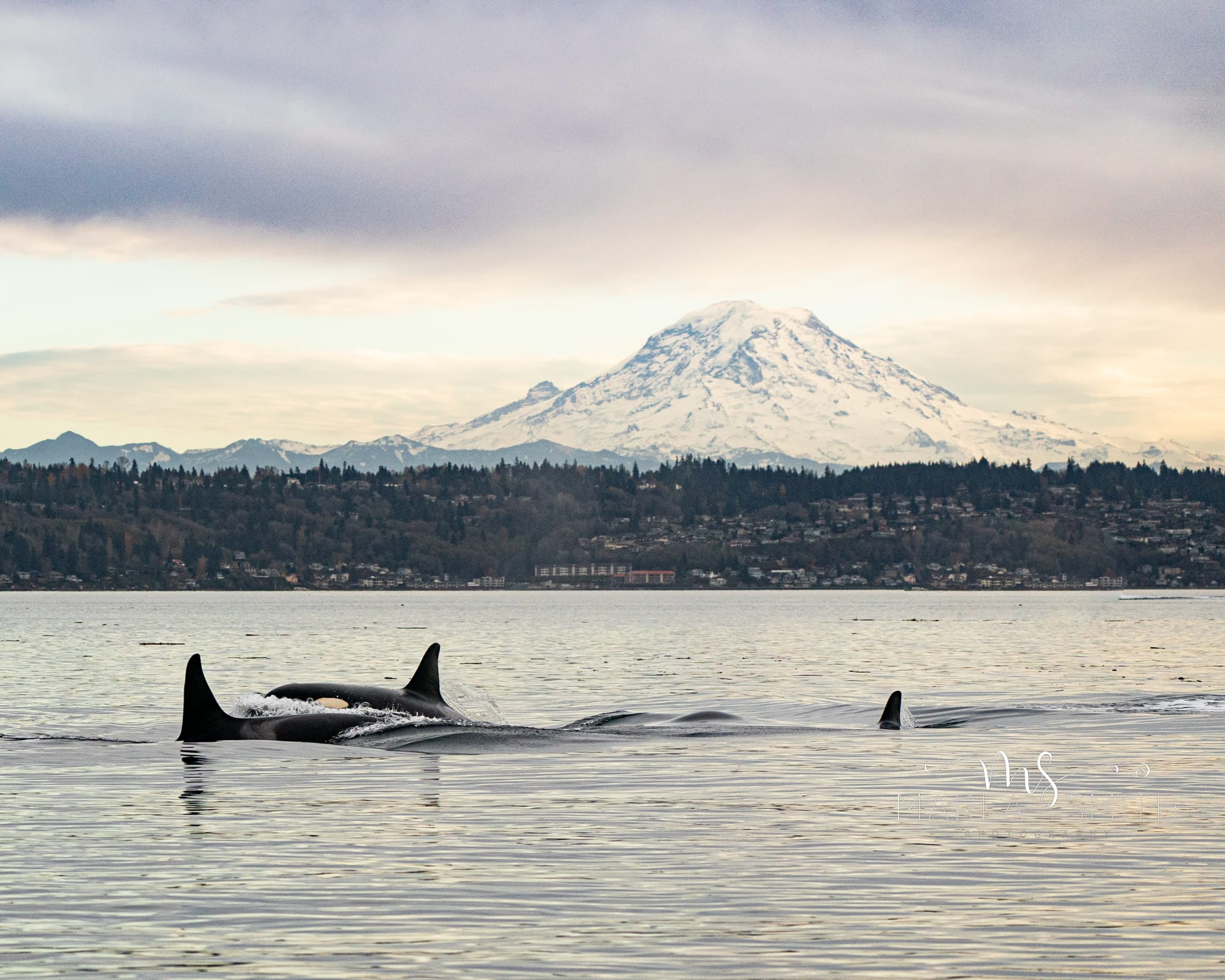 Participation up in second Puget Sound ship slowdown to protect endangered orcas