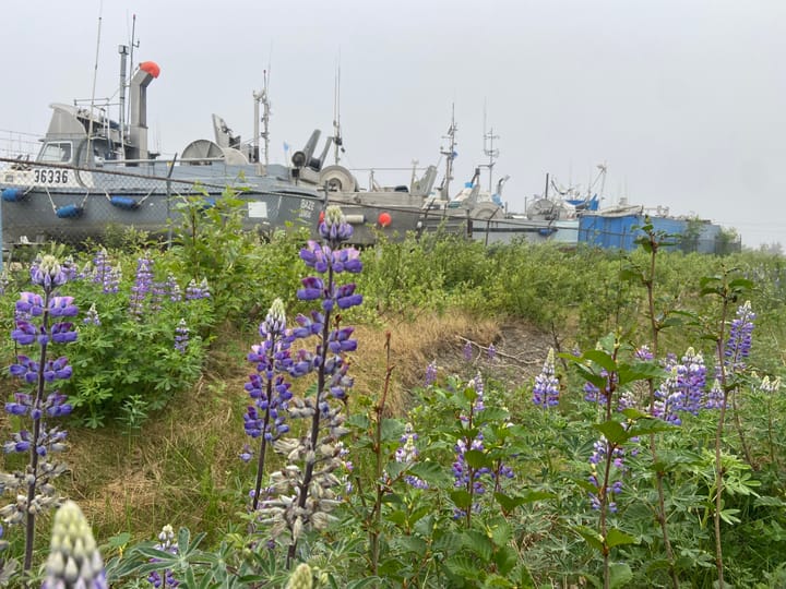 Wild purple and white flowers bloom with fishing boats in drydock behind a nearby fence.