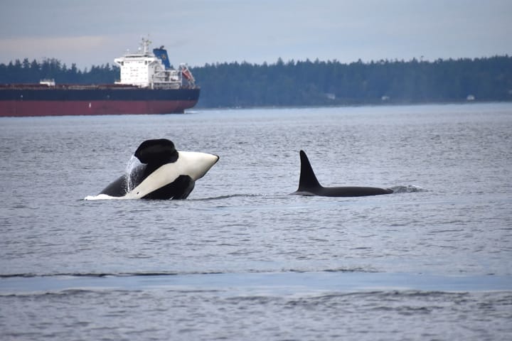 Two whales, one breeching and the fin of another, in the water with a large commercial ship behind.