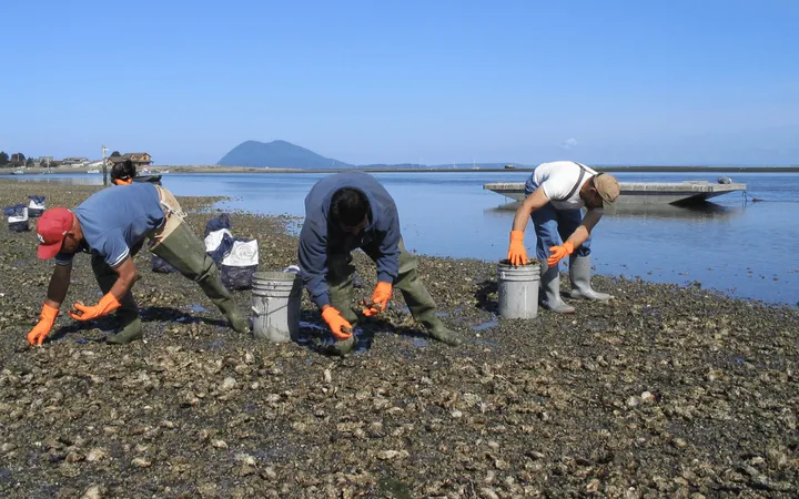 Three people wearing tall rubber boots and gloves pick up shellfish along a shoreline.